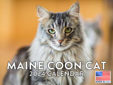 Maine Coon Cat 2024 Wall Calendar picture