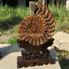 Natural ammonite fossil conch Crystal specimen healing care +stand random 1PC  picture