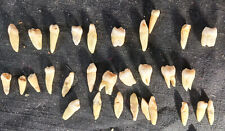 RARE Antique HUMAN TEETH w/ROOTS i-Tooth/Molar/Bicuspids 30 Total picture
