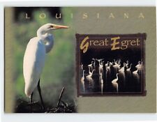 Postcard Great Egret, Louisiana picture