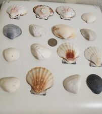 16 Decroative or Display Seashells.       003 picture