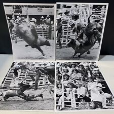 Vintage Rodeo Bull Riding Photos, (4) 8x10 Photographs Cowboys Bucking Bulls B&W picture