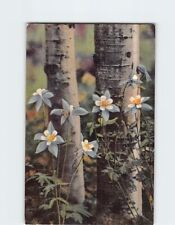 Postcard Colorado Columbines Growing Along the Aspens picture