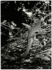 Vintage Silver Print Silver Print Lizard 18x24 circa 1960 <di picture