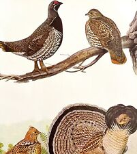 Spruce Partridge Ruffed Grouse 1936 Bird Lithograph Color Plate Print DWU12D picture