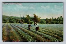 CA-California, Picking Carnations In Winter Time, Antique, Vintage Postcard picture