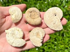 France Fossil Ammonites LOT OF 5 NICE Middle Jurassic Age French Fossils picture