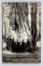 c1922 RPPC Card Case Postcards on Big Trees Santa Cruz California CA Postcard picture