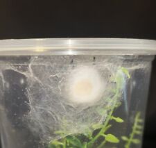Regal Jumping Spider Egg Sac (phidippus regius) picture