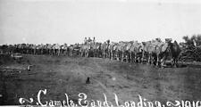 Two Camel Teams Loading Wood Ooldea South Australia 1919 Australia OLD PHOTO picture