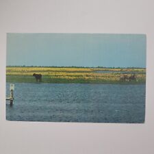 Cows Grave Among The Marshes St. John's River Florida Vintage Chrome Postcard picture