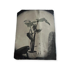 Antique Tintype Photo Still life Potted Plant Rare Image half plate Old Vintage picture