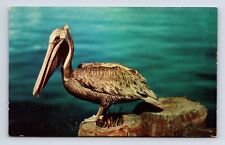 Pelican at Englewood Florida FL Chrome Postcard picture