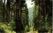WA-Washington, Pacific Northwest, Scenic Forest View, Vintage Postcard picture