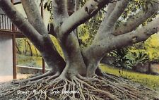 Great Rubber Tree, Bermuda, Early Postcard, Unused picture