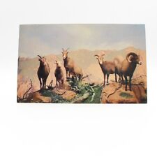 Rocky Mountain Big Horn Sheep Postcard Denver Museum of Natural History picture