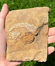 RARE Fossil Crinoid in Matrix Rhopocrinus spinosis Alabama Bangor Limestone Fm picture