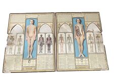 Vintage 2x Bodyscope by Ralph H. Segal Human Anatomy Medical Chart  ~ 1948 TWO picture