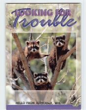 Postcard Looking for Trouble Racoons Hello from Butternut Wisconsin USA picture
