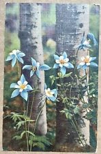 Colorado Columbine Flower Vintage Postcard. 1955 picture