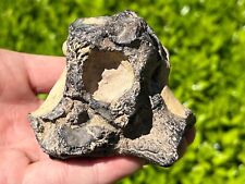 RARE Fossil Xiphactinus Fish Skull Piece Texas Cretaceous Age Ozan Formation picture