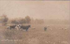 Rural Scene Sheep Cows Miller Place New York Mount Sinai PM 1909 RPPC Postcard picture
