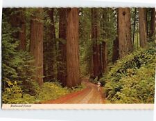 Postcard Redwood Forest Highway California USA North America picture