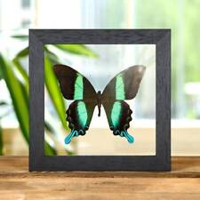 The Peacock Taxidermy Butterfly in Clear Glass Frame (Papilio blumei) picture
