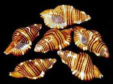 Cymatium Hepaticum Striped Triton Seashells~(35mm./1-3/8