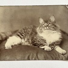 Antique RPPC Real Photograph Postcard Beautiful Adorable Cat Long Hair Tabby picture