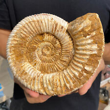 2.8lb Natural Raw Ammonite Fossil Conch Quartz Crystal Rough Mineral Specimen picture