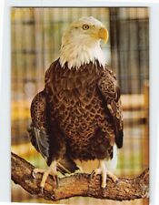 Postcard American Bald Eagle, Central Florida Zoological Park, Sanford, Florida picture
