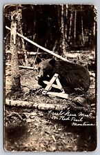 Fresh Bear Meat on Red Trail Montana MT c1915 Real Photo RPPC picture