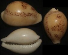Tonyshells Seashells Cypraea sakuraii RARE 38mm F+, fresh dead, pattern picture