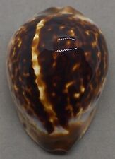 SEA SHELL CYPRAEA ZOILA ELUDENS  57. 1 mm. NICE, HEAVY, COLORFUL SHELL picture