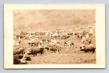 RPPC View of Many Cattle Ranchers Longhorn or Oxen Real Photo Postcard picture