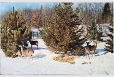 Deer Mother And Her Fawns  Feeding, Winter Months 1965 PM Mio, Michigan Postcard picture