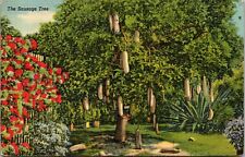 Vintage Postcard Sausage Tree Riviera Gardens Miami Florida picture