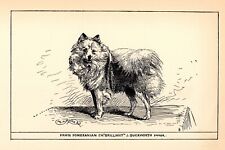 Antique Pomeranian Print 1912 Moore Ch Brilliant Pomeranian Wall Art Decor 4811k picture