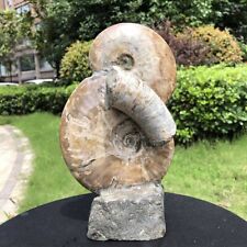 4.44LB TOP Natural Beautiful ammonite fossil conch Crystal specimen heals 1527 picture