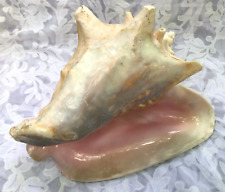 Large Pink Queen Conch Shell 10x7” Natural Beach Seashell Nautical Ocean Decor picture