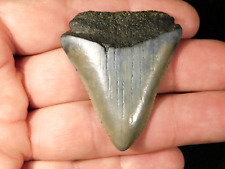 ANCESTRAL Great WHITE Shark Tooth Fossil 100% Natural 17.5gr picture