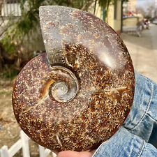 3.7LB Rare Natural Tentacle Ammonite FossilSpecimen Shell Healing Madagascar picture