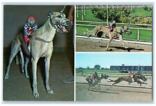 c1950's Monkey Jockeys Monkey Riding Dogs Racecourse Galgodrome Mexico Postcard picture