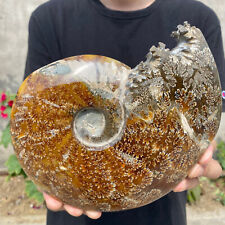 3.7lb Natural Beautiful Ammonite Fossil Conch Crystal Specimen Healing picture