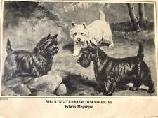 Cairn,westie And Scotty ,print By Edwin Megargue picture