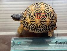Lifelike Very Cute Radiated Tortoise Statue Reptile resin Figure Decor 5 inch picture
