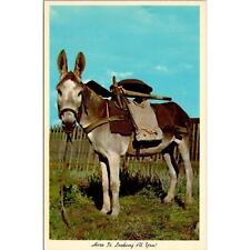 Burro Ass Donkey Vintage Postcard 3.5