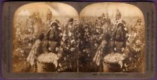 We's Done All Dis S'Mornin Picking Cotton Black Americana Keystone Stereoview picture
