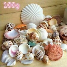 100 Gram Mix Natural Sea Shells Conch Coquillage Beach Decor Craft Marine Style picture